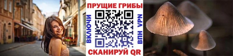 KRAKEN зеркало  Рошаль  Галлюциногенные грибы Cubensis 